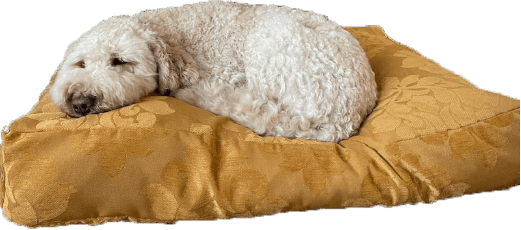 Doggy