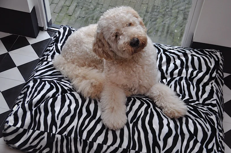 Hondenkussen Teddy - Afbeelding 4