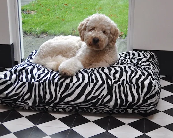 Hondenkussen Teddy